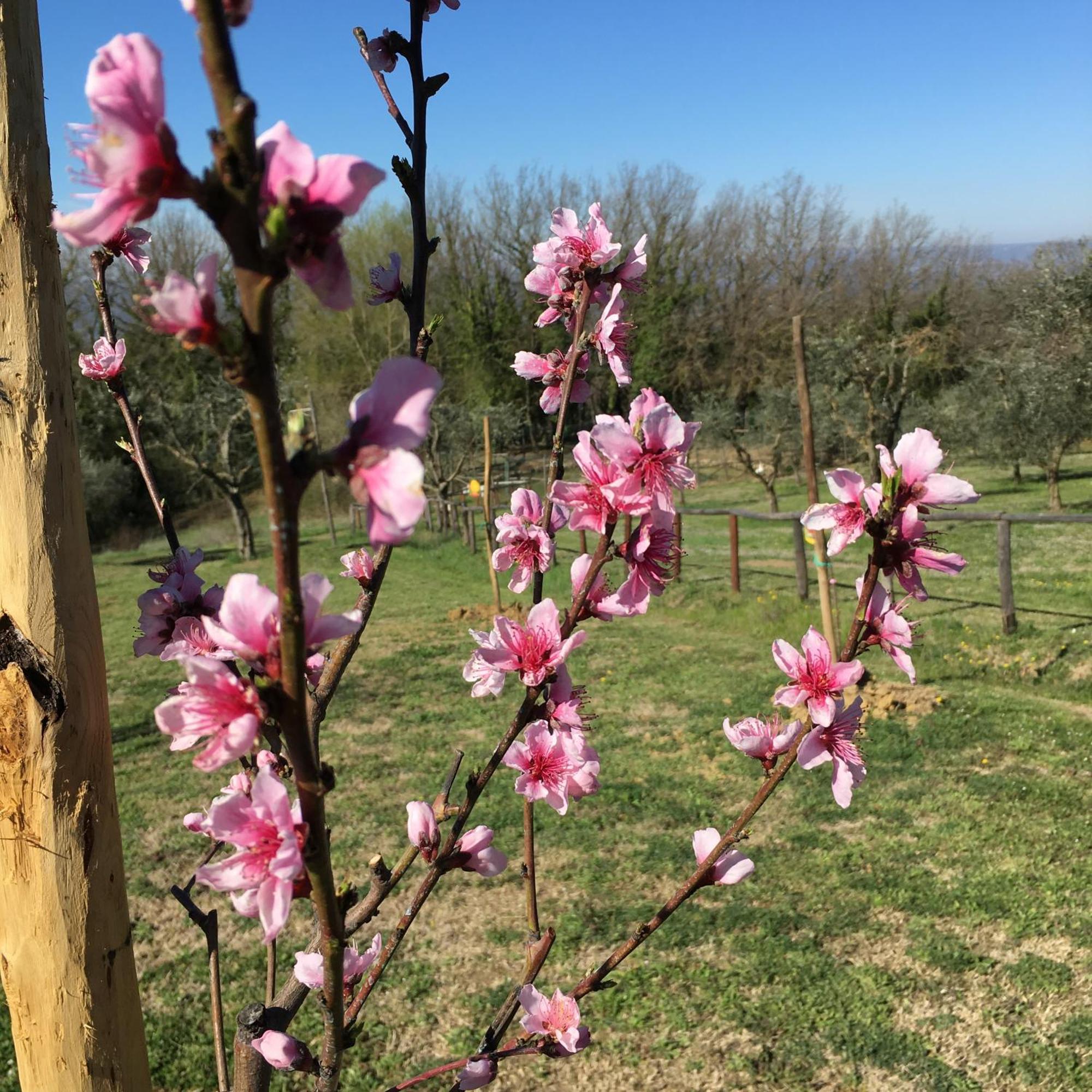 Agriturismo Podere Dell' Olmo Amelia Bagian luar foto