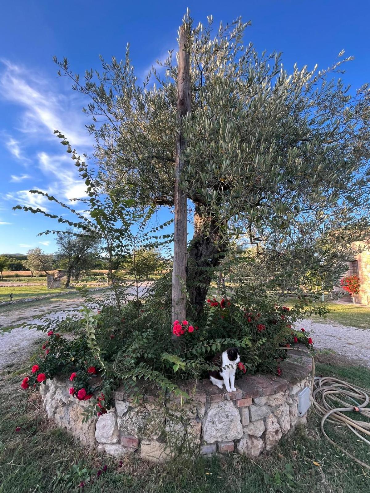 Agriturismo Podere Dell' Olmo Amelia Bagian luar foto