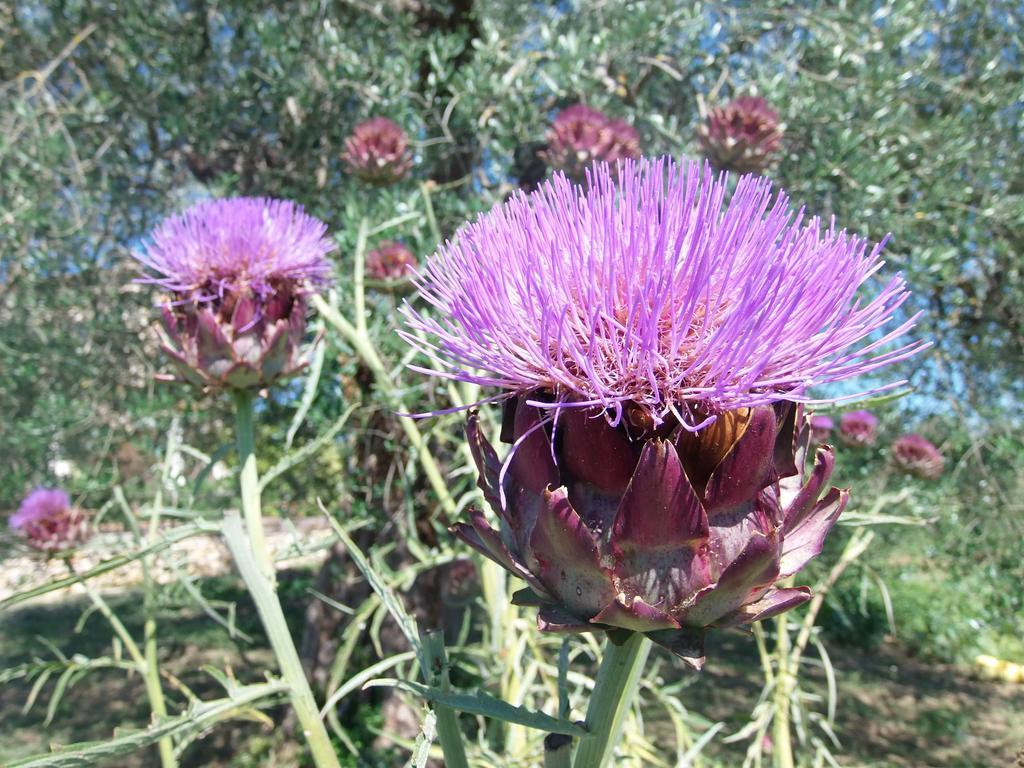 Agriturismo Podere Dell' Olmo Amelia Bagian luar foto
